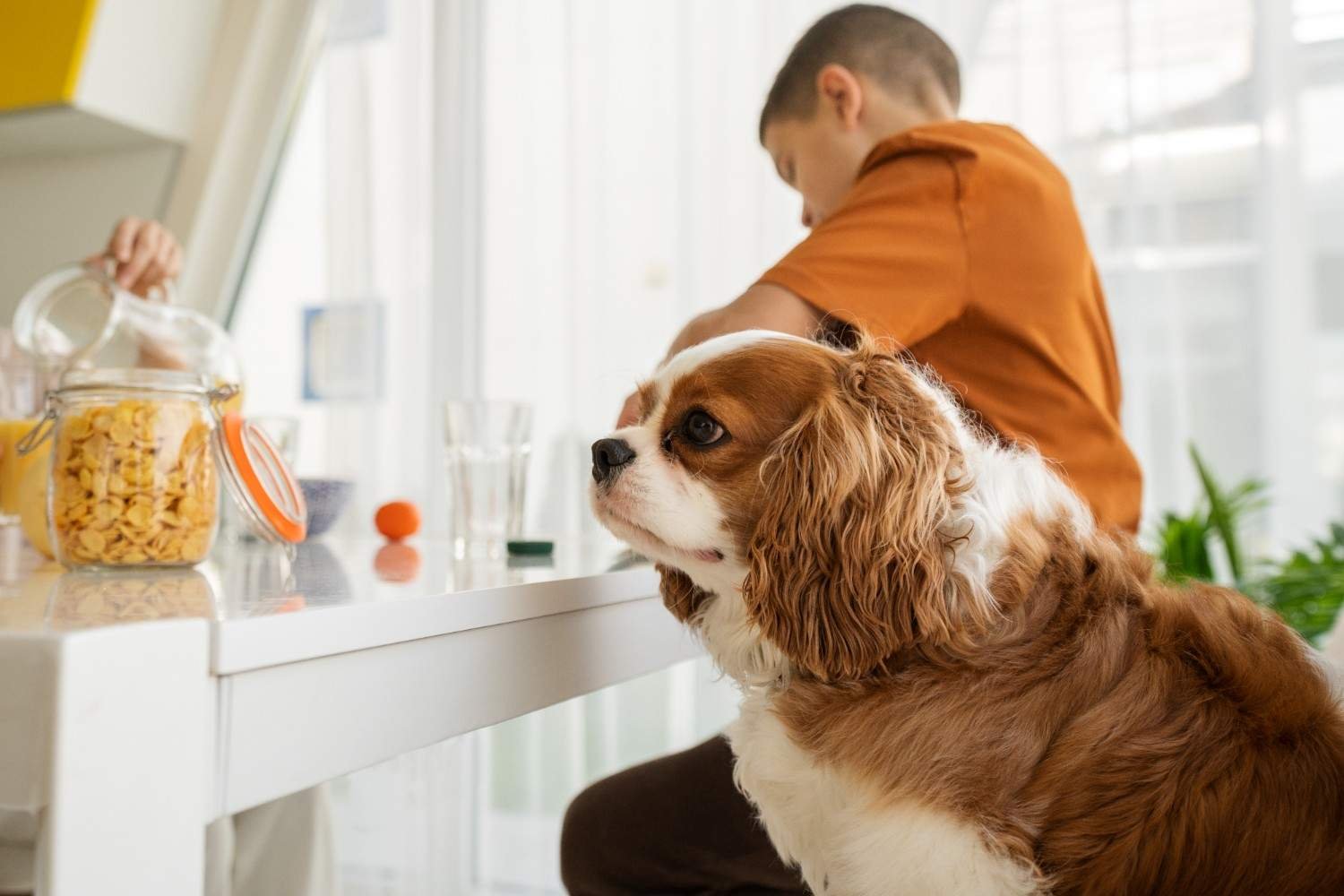 Mudroom and Laundry Room Pet Station Ideas